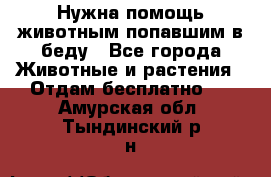 Нужна помощь животным попавшим в беду - Все города Животные и растения » Отдам бесплатно   . Амурская обл.,Тындинский р-н